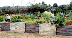 community-garden